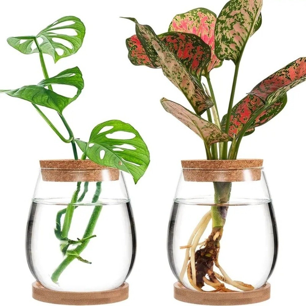 Transparenter Hydroponischer B – Propagation Station Vase Bewertung und Preis