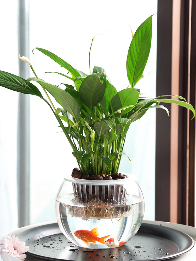 Hydroponische Glasvase, Grüne  – Propagation Station Vase Bewertung und Preis